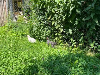 Bild 7:Hennen, Hähne und Küken abzugeben