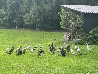 Laufenten aus Freilandhaltung