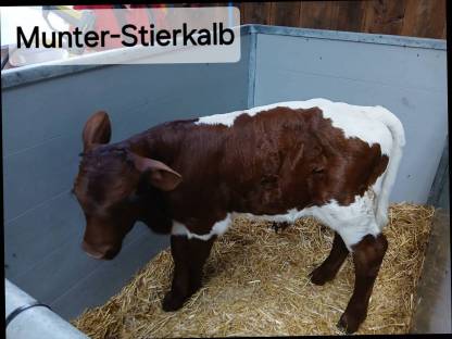 Bild 2:Original Pinzgauer Zucht-Stierkalb BIO