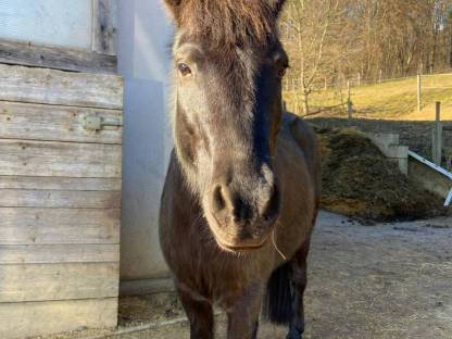 8-jähriger Ponywallach