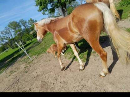 Bild 2:Haflingerstute nach Nottings Golden