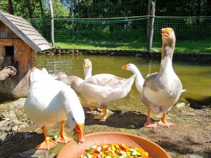 Österreichische Landgans