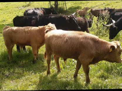 Bild 2:Dexter Stierkälber