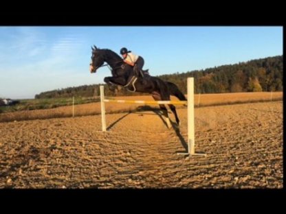 Bild 3:Schöner Wallach zu verkaufen