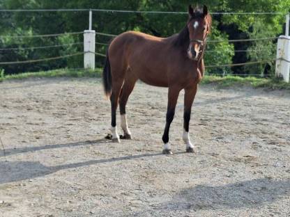 Bild 2:Pintostutfohlen PANDORA