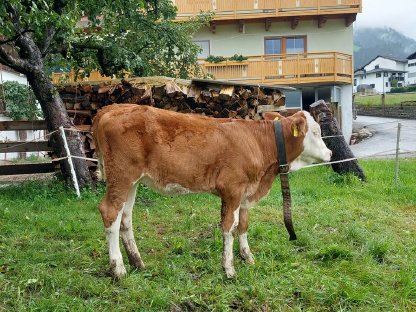 Verkaufe Fleckviehzuchtkalb