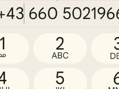 Bild 9:Dunkelfuchs Stuten