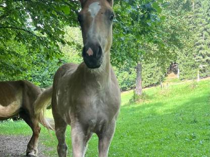 Bild 2:Haflingerstutfohlen Milka