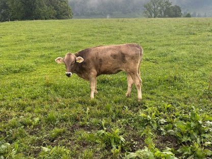 Bild 3:Bio Braunvieh Jungkalbin