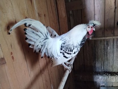 Appenzeller Spitzhauben