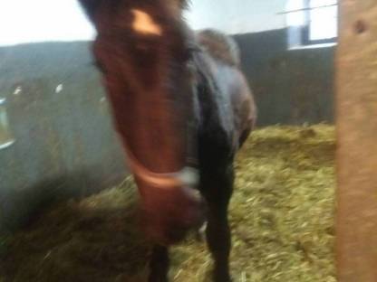 Bild 9:Zschini Schaunitz XVII Hengst