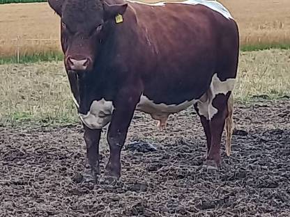 Bild 3:Pinzgauer Bulle Deckbulle Elias