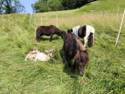 Bild 6:Zahmer junger Ziegenbock
