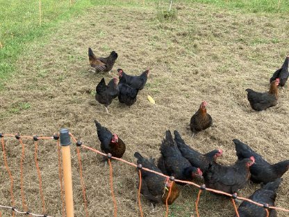 Bild 2:Legehennen schwarz