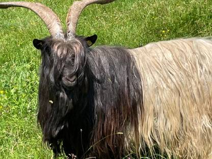 Walliser Schwarzhalsziegenbock