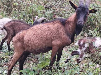 Gemsfarbiger Gebirgsziegenbock