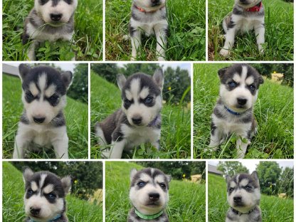 Husky Welpen