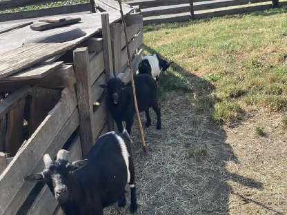 Bild 3:Ziegen zu verkaufen