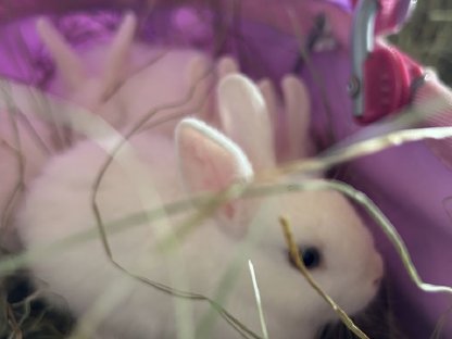 Bild 4:Zwergkaninchen, Hermelinkaninchen