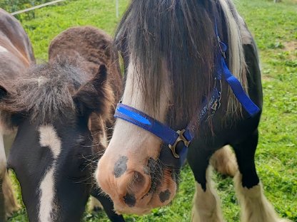 Bild 6:Tinker-Stute mit Fohlen