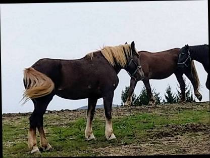 Bild 3:Dunkelfuchs Stuten