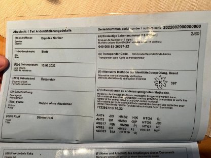 Bild 5:Schöne Noriker-Stute