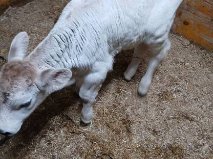 Stierkalb