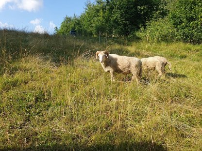 Bio-Waldschafbock