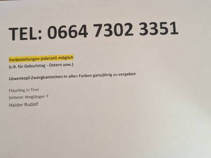 Bild 7:Löwenkopf Zwergkaninchen