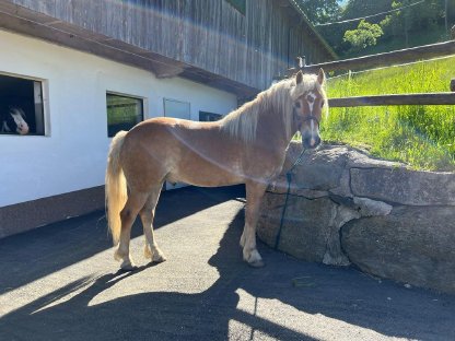 Bild 2:Haflingerwallach abzugeben