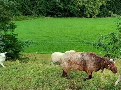 Bild 3:Verkaufe wunderschönen Waldschaf-Widder