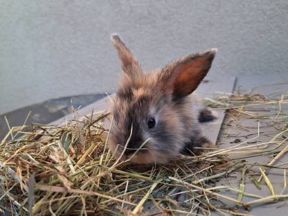 Löwenkopf kaninchen