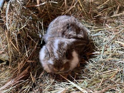 Bild 4:Mini Lop Hasen