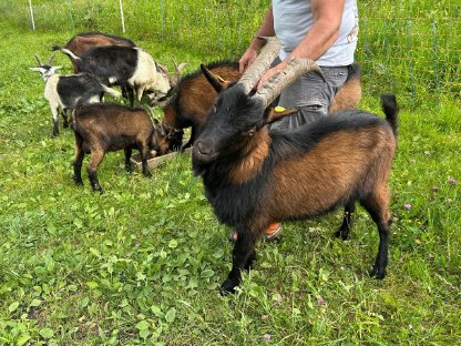 Bild 4:Pinzgauer Ziegenböcke HB und ohne HB zu verkaufen