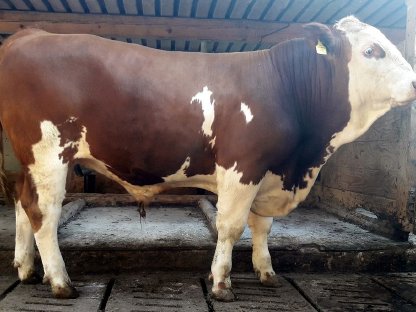 Fleckvieh Fleisch Zuchtstier genetisch hornlos