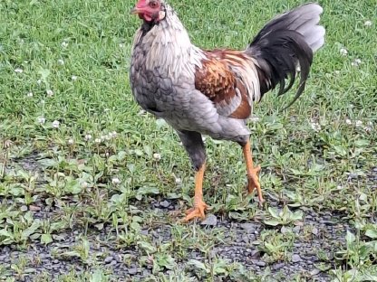 Blumenhuhn-Mixhahn zu verschenken