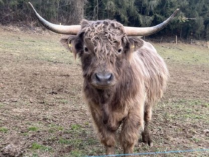 Hochlandrindstier