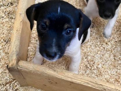 Jack Russell Terrier Welpen