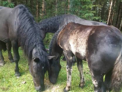 Bild 2:Norika Rappstutfohlen.