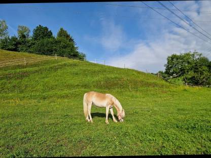 Haflinger Hengst