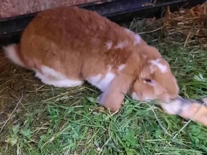 Bild 2:Deutsche Widder Rammler