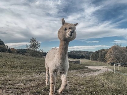 Verkauf Alpaka Deckhengst