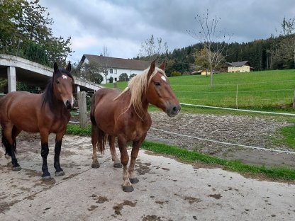 Bild 7:Goldegg Diamant