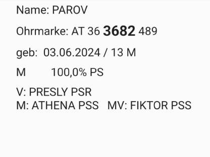 Bild 2:Pustertaler Sprinzen Jungstier