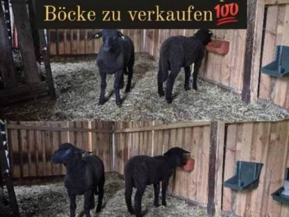 2x Jura Schwarzkopf Widder
