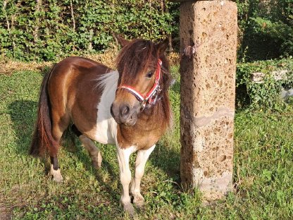 Bild 3:Mini-Shetland Stute