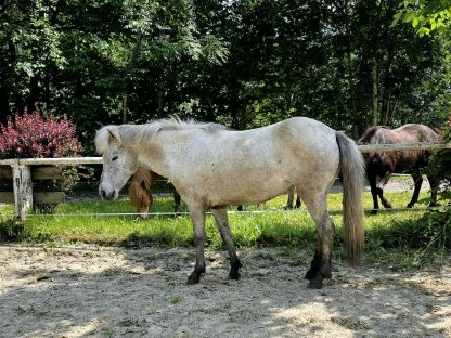 Junge Isländer