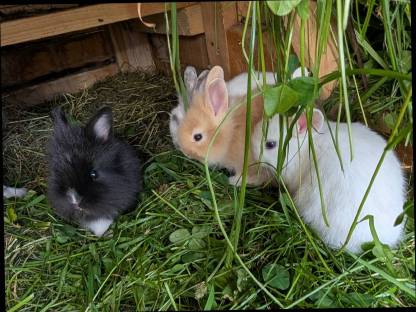 Bild 7:Zwergkaninchen zu verkaufen