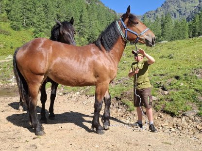 Bild 2:Noriker Stute ca. 1,5 Jahre