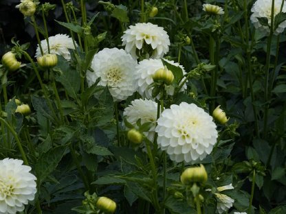 Frische Blumen aus dem eigenen Garten